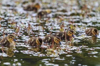 su genç ördek sürüsü