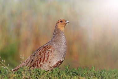 Grey partridge in a beautiful sunlight with sunny hotspot clipart