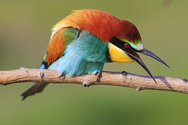 Colorful bird on a branch shouts — Stock Photo, Image