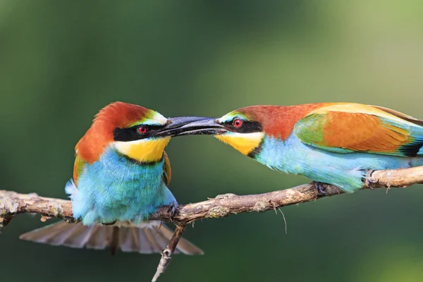 Kiss paradisfåglar — Stockfoto