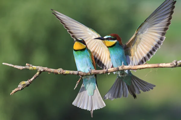 Барвистий птах з випрямленими крилами — стокове фото