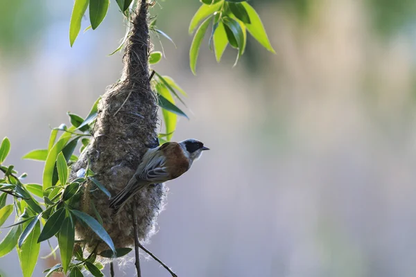Eurasian penduline tit near nest — Stockfoto