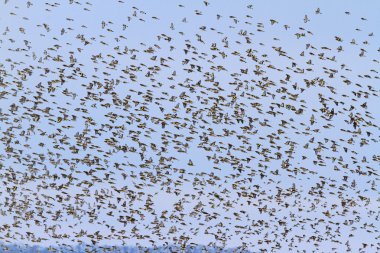 kasvetli bir gökyüzü kuşlarda binlerce