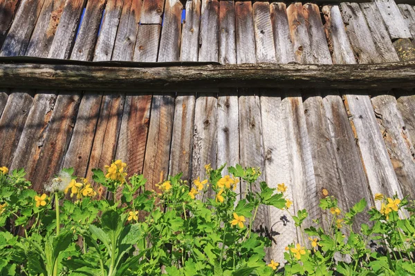 Stinkende gouwe groeiende hek — Stockfoto