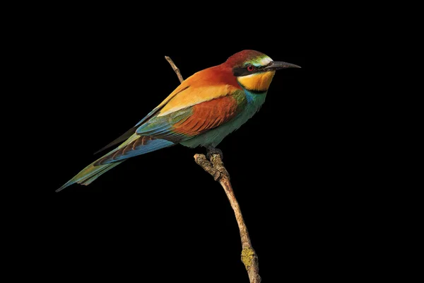 Europeiska bee eater på en gren som isolerade på svart — Stockfoto