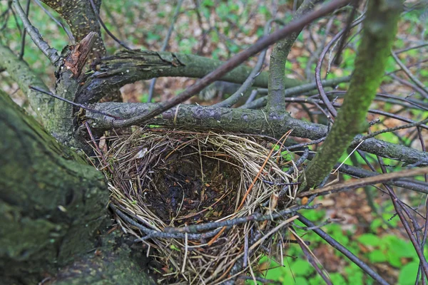 Leeres Nest zwischen den Ästen — Stockfoto