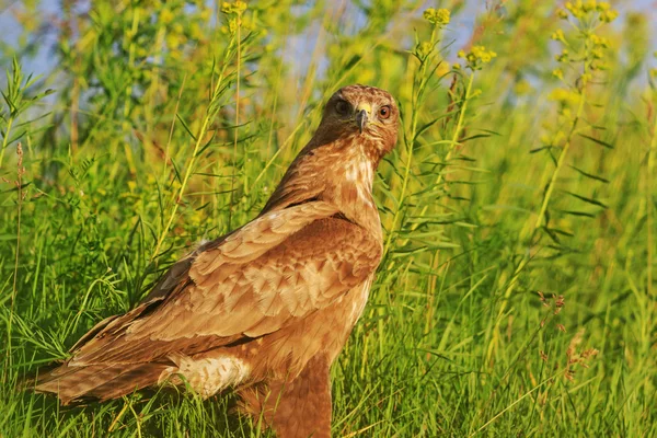 ग्रीष्मकालीन घास की बज़ार्ड — स्टॉक फ़ोटो, इमेज