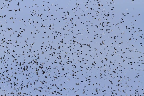 Χιλιάδες πουλιά που πετούν σε διαφορετικές κατευθύνσεις — Φωτογραφία Αρχείου