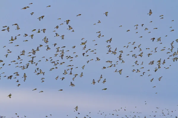 Bando de aves voando sobre o horizonte — Fotografia de Stock