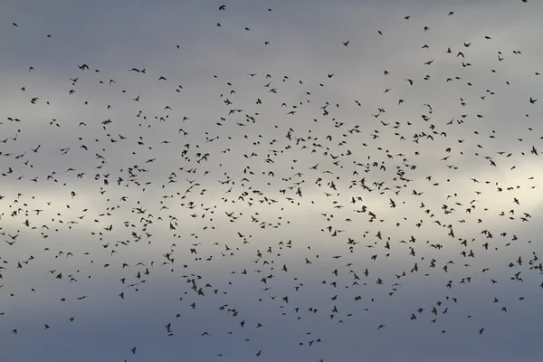 Σμήνος πουλιών στον ουρανό αποκαλυπτικό — Φωτογραφία Αρχείου