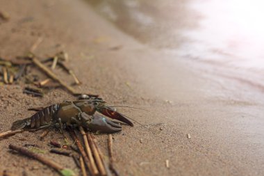 Güneşli sıcak nokta ile kumlu kıyı üzerinde sürünerek Astacus