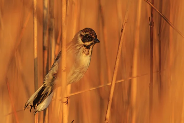 Bruant roseau commun baigné de lumière du soleil — Photo