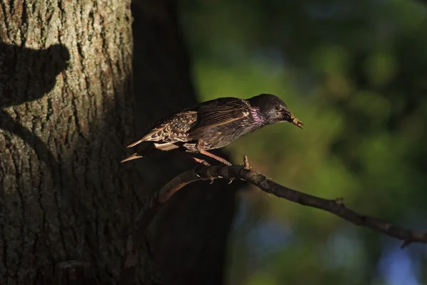 Starling insect in its beak and shadow — Stock Photo, Image