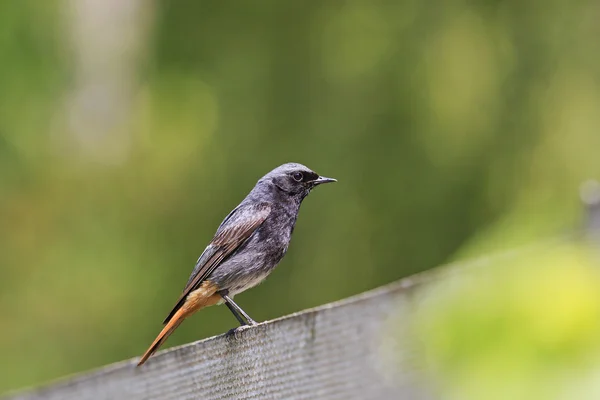 Zwarte Roodstaart zittend op een tuin hek — Stockfoto