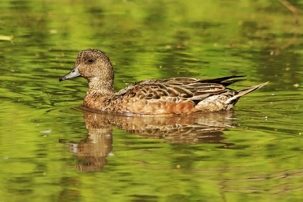 Wigeon eurasien dans Forest Lake — Photo