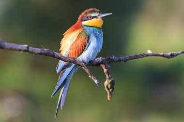 kuş - gökkuşağı bir dalda oturur.