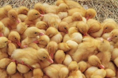 sessiz zaman ördek yavrusu