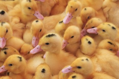 Başkurt renk ördekler