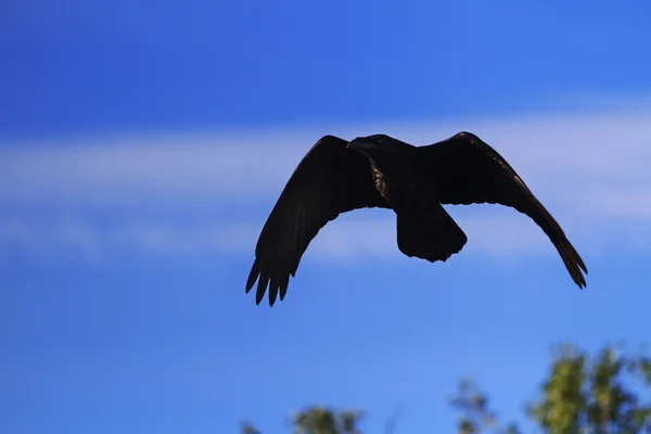 Korona repül a kék ég — Stock Fotó