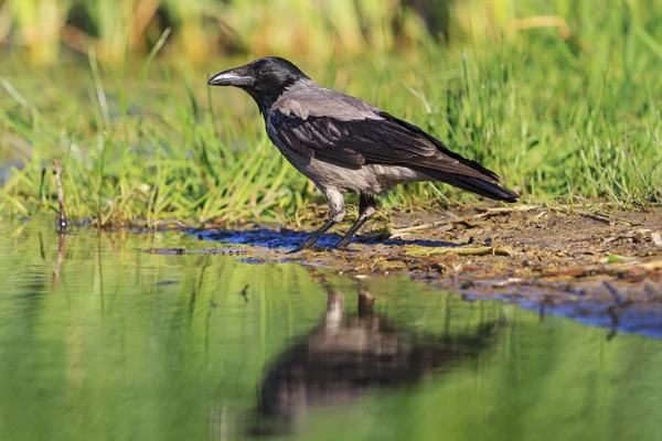 Dolmányos varjú, és tükrözi a tóban — Stock Fotó