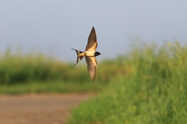 Uçuş yolu üzerinden yutmak