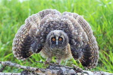 Açık kanatlı küçük owlet