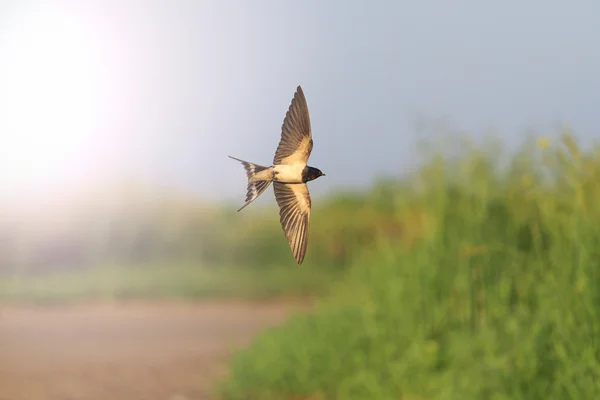 Güneşli sıcak nokta olan yol üzerinde uçuşta yutmak