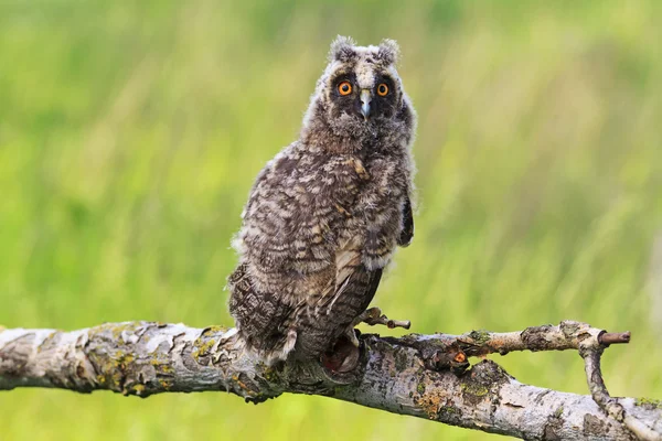 Kleine Eule sitzt auf einem Ast — Stockfoto