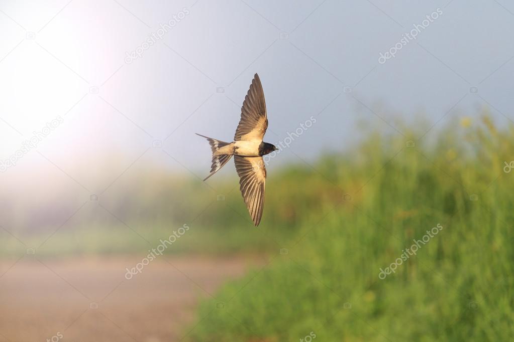 Swallow in flight over road with sunny hotspot