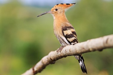 ibibik görüntü tanımlama için