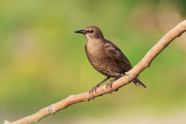 Genç starling bir dalda oturur