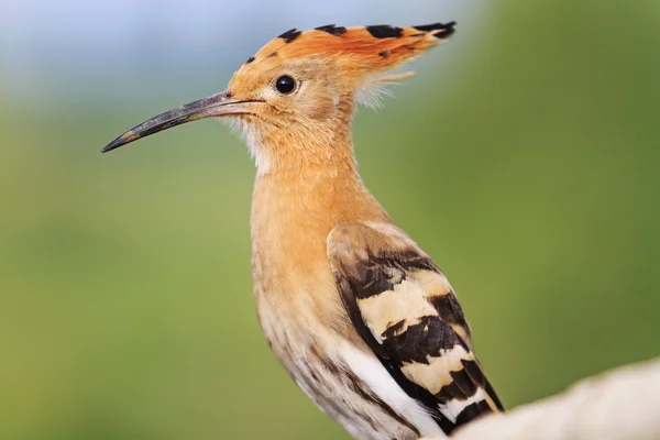 Portrait of a young hoopoe — Stock Photo, Image