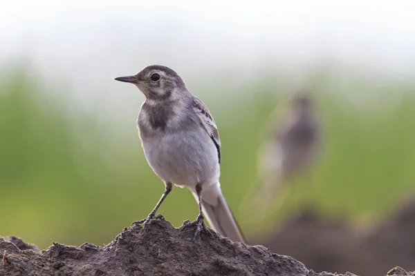 two birds white wagtail