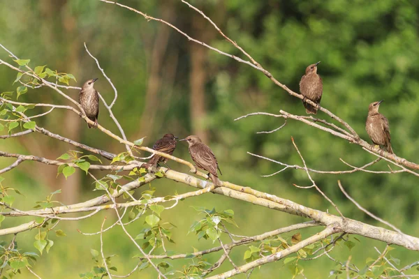 Jeune troupeau d'étourneaux assis dans un arbre — Photo