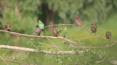 siyah kuşlar akın renkli kuş