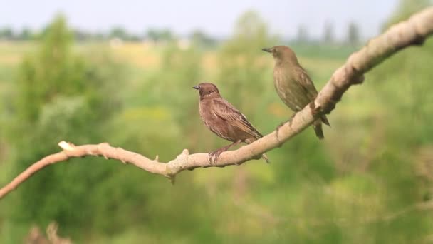Dva mladí špačků sedící na větvi — Stock video