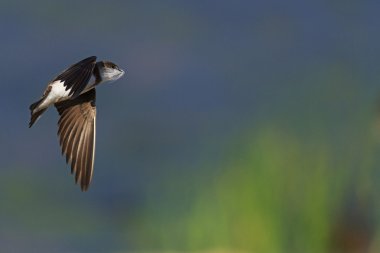 familyasından uçuş kuş gagası tüy dikmiş
