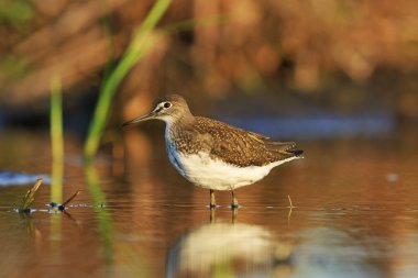 Sabah güneşin Yeşil kum kuşu