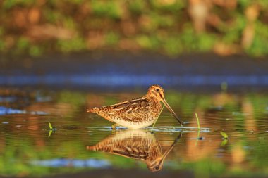 snipe and reflection in water clipart
