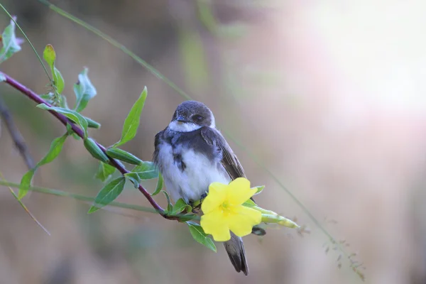 Fågeln sitter på en blomma med soliga hotspot — Stockfoto