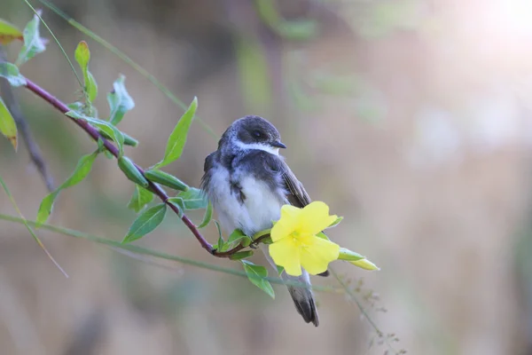 Sand martin sitter på en blomma med soliga hotspot — Stockfoto