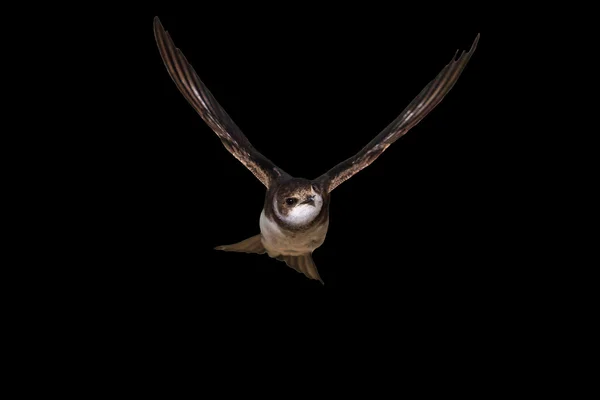 Arena martin volar aislado en negro — Foto de Stock