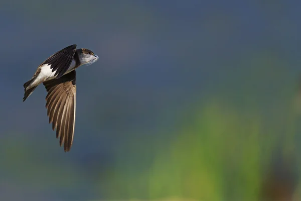 Vogel im Flug ist eine Feder im Schnabel — Stockfoto