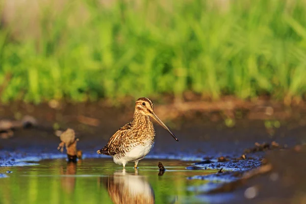 Snipe and little green puddle — Stock Photo, Image