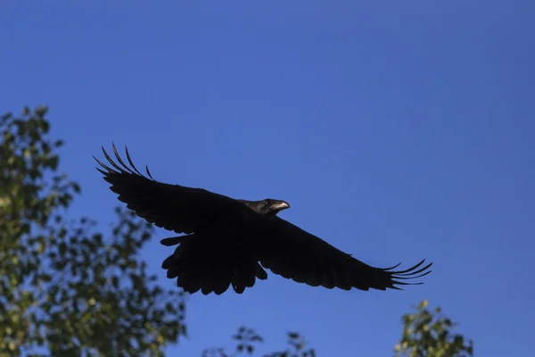 Raven flying with open wings — Stock Photo, Image