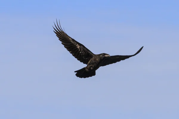 Corvo voando em um fundo de céu cinza — Fotografia de Stock