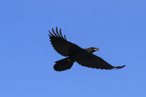 Corvo preto voa no céu azul — Fotografia de Stock