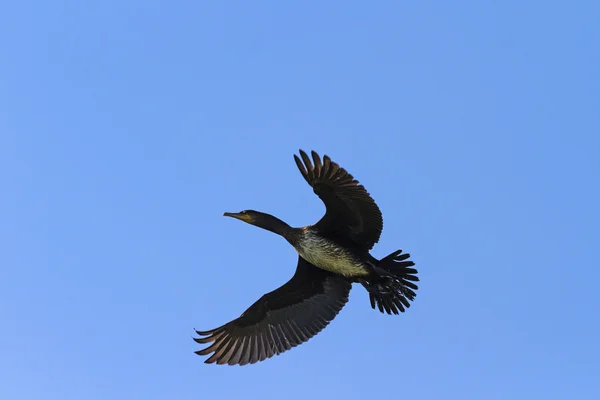 Cormorant flying in the blue sky — Stock Photo, Image