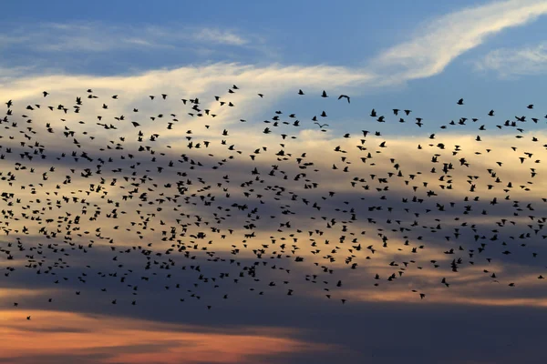 Milyonlarca starlings günbatımında akın. — Stok fotoğraf