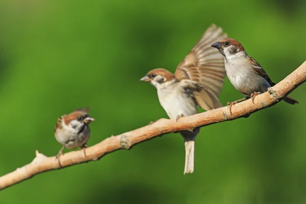 Tres pájaros en una rama —  Fotos de Stock